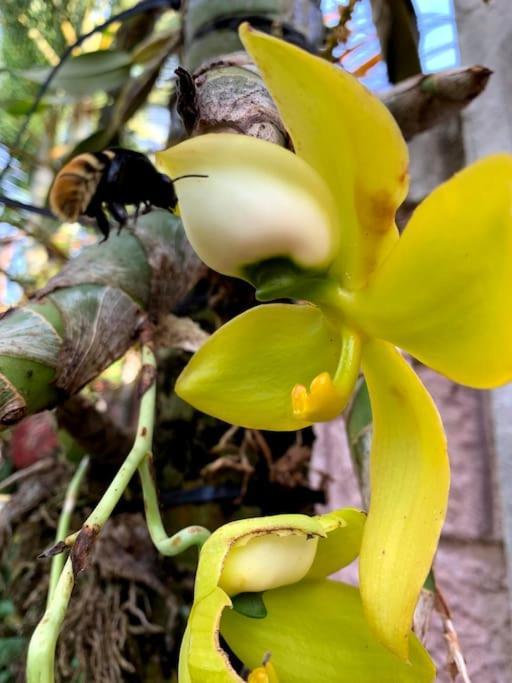 Tropical Bee Garden Holiday Houses Savegre Екстер'єр фото